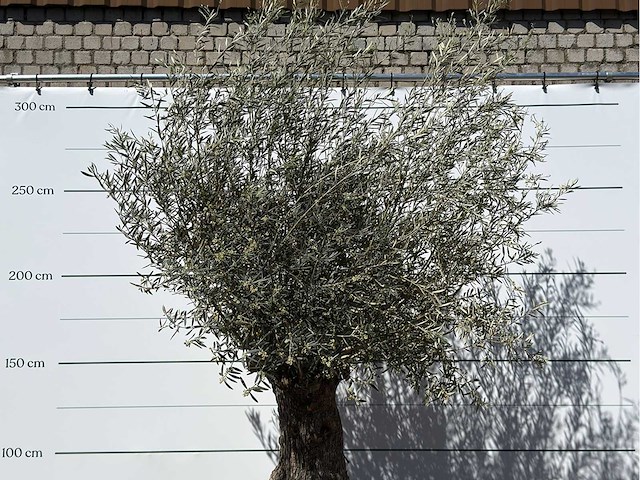 Olijfboom bonsai xl - olea europaea - ca. 80 jaar oud - hoogte ca. 260 cm - afbeelding 5 van  6
