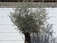 Olijfboom bonsai xl - olea europaea - ca. 80 jaar oud - hoogte ca. 260 cm - afbeelding 5 van  6