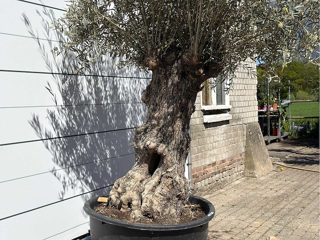 Olijfboom bonsai xl - olea europaea - ca. 80 jaar oud - hoogte ca. 260 cm - afbeelding 6 van  6