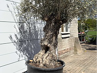 Olijfboom bonsai xl - olea europaea - ca. 80 jaar oud - hoogte ca. 260 cm - afbeelding 6 van  6