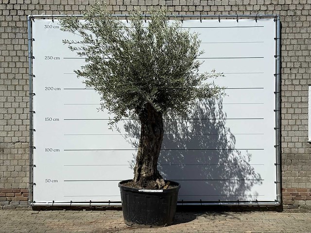 Olijfboom bonsai xl - olea europaea - ca. 80 jaar oud - hoogte ca. 280 cm - afbeelding 1 van  6