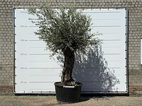 Olijfboom bonsai xl - olea europaea - ca. 80 jaar oud - hoogte ca. 280 cm - afbeelding 1 van  6