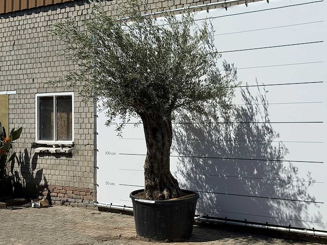 Olijfboom bonsai xl - olea europaea - ca. 80 jaar oud - hoogte ca. 280 cm - afbeelding 2 van  6