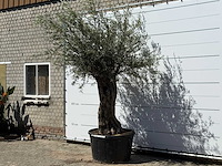 Olijfboom bonsai xl - olea europaea - ca. 80 jaar oud - hoogte ca. 280 cm - afbeelding 2 van  6