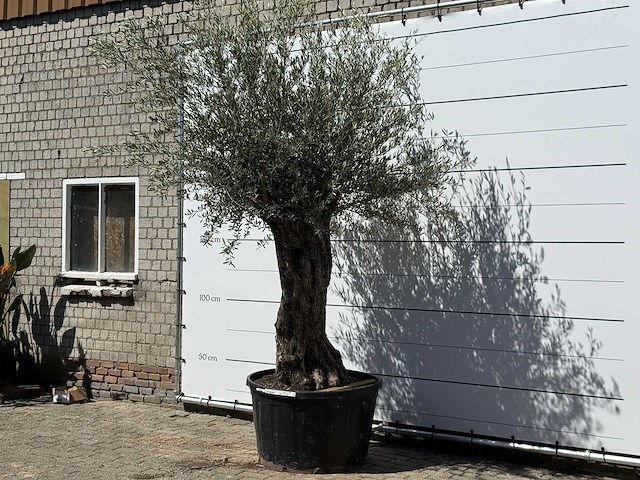 Olijfboom bonsai xl - olea europaea - ca. 80 jaar oud - hoogte ca. 280 cm - afbeelding 3 van  6