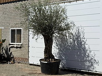 Olijfboom bonsai xl - olea europaea - ca. 80 jaar oud - hoogte ca. 280 cm - afbeelding 3 van  6