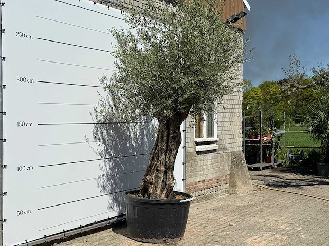 Olijfboom bonsai xl - olea europaea - ca. 80 jaar oud - hoogte ca. 280 cm - afbeelding 4 van  6