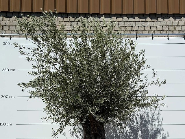 Olijfboom bonsai xl - olea europaea - ca. 80 jaar oud - hoogte ca. 280 cm - afbeelding 5 van  6