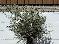 Olijfboom bonsai xl - olea europaea - ca. 80 jaar oud - hoogte ca. 280 cm - afbeelding 5 van  6