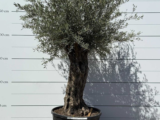 Olijfboom bonsai xl - olea europaea - ca. 80 jaar oud - hoogte ca. 280 cm - afbeelding 6 van  6
