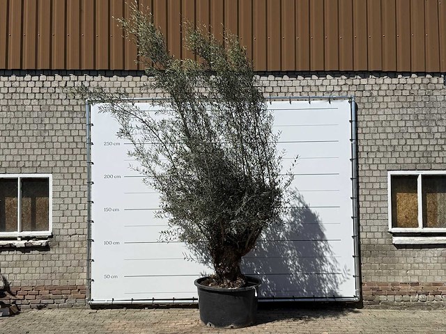 Olijfboom bonsai xl - olea europaea - ca. 80 jaar oud - hoogte ca. 280 cm - afbeelding 1 van  5