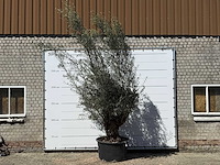 Olijfboom bonsai xl - olea europaea - ca. 80 jaar oud - hoogte ca. 280 cm - afbeelding 1 van  5