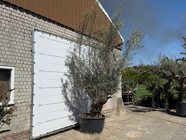 Olijfboom bonsai xl - olea europaea - ca. 80 jaar oud - hoogte ca. 280 cm - afbeelding 3 van  5