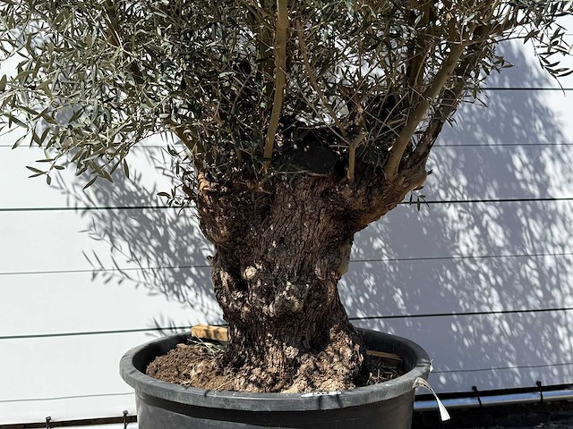 Olijfboom bonsai xl - olea europaea - ca. 80 jaar oud - hoogte ca. 280 cm - afbeelding 4 van  5