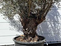Olijfboom bonsai xl - olea europaea - ca. 80 jaar oud - hoogte ca. 280 cm - afbeelding 4 van  5