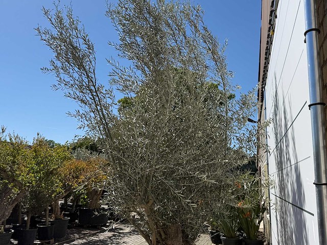 Olijfboom bonsai xl - olea europaea - ca. 80 jaar oud - hoogte ca. 280 cm - afbeelding 5 van  5