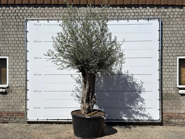 Olijfboom bonsai xl - olea europaea - ca. 80 jaar oud - hoogte ca. 280 cm - afbeelding 1 van  6