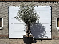 Olijfboom bonsai xl - olea europaea - ca. 80 jaar oud - hoogte ca. 280 cm - afbeelding 1 van  6