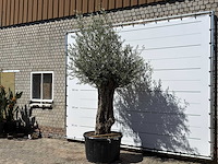 Olijfboom bonsai xl - olea europaea - ca. 80 jaar oud - hoogte ca. 280 cm - afbeelding 2 van  6