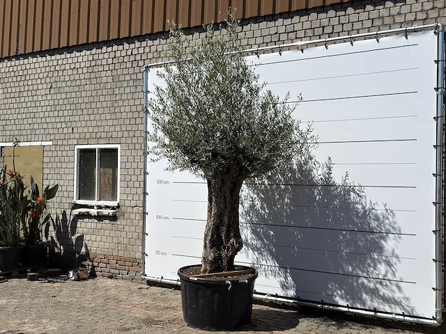Olijfboom bonsai xl - olea europaea - ca. 80 jaar oud - hoogte ca. 280 cm - afbeelding 3 van  6