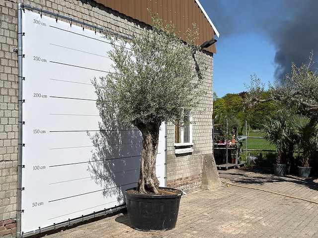 Olijfboom bonsai xl - olea europaea - ca. 80 jaar oud - hoogte ca. 280 cm - afbeelding 4 van  6