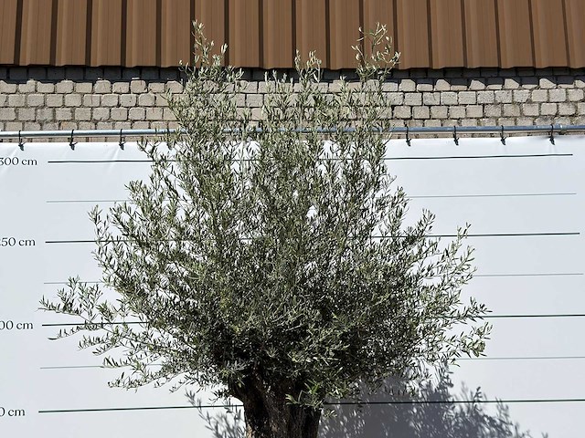 Olijfboom bonsai xl - olea europaea - ca. 80 jaar oud - hoogte ca. 280 cm - afbeelding 5 van  6