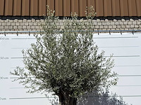 Olijfboom bonsai xl - olea europaea - ca. 80 jaar oud - hoogte ca. 280 cm - afbeelding 5 van  6