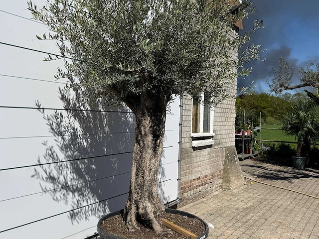 Olijfboom bonsai xl - olea europaea - ca. 80 jaar oud - hoogte ca. 280 cm - afbeelding 6 van  6