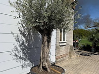 Olijfboom bonsai xl - olea europaea - ca. 80 jaar oud - hoogte ca. 280 cm - afbeelding 6 van  6