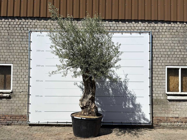 Olijfboom bonsai xl - olea europaea - ca. 80 jaar oud - hoogte ca. 280 cm - afbeelding 1 van  6