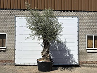 Olijfboom bonsai xl - olea europaea - ca. 80 jaar oud - hoogte ca. 280 cm - afbeelding 1 van  6