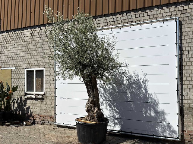 Olijfboom bonsai xl - olea europaea - ca. 80 jaar oud - hoogte ca. 280 cm - afbeelding 2 van  6