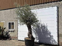 Olijfboom bonsai xl - olea europaea - ca. 80 jaar oud - hoogte ca. 280 cm - afbeelding 2 van  6