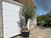 Olijfboom bonsai xl - olea europaea - ca. 80 jaar oud - hoogte ca. 280 cm - afbeelding 4 van  6