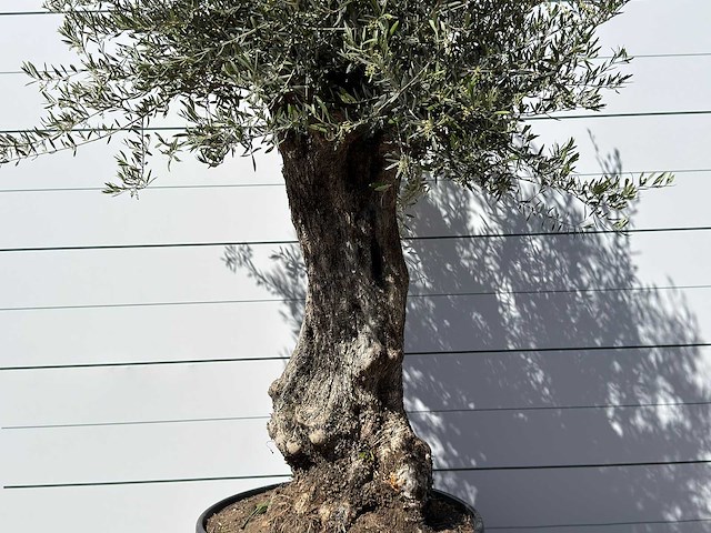 Olijfboom bonsai xl - olea europaea - ca. 80 jaar oud - hoogte ca. 280 cm - afbeelding 5 van  6