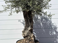 Olijfboom bonsai xl - olea europaea - ca. 80 jaar oud - hoogte ca. 280 cm - afbeelding 5 van  6