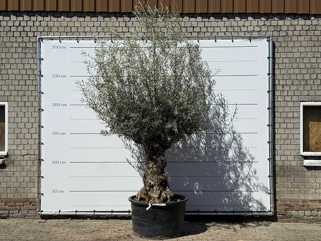 Olijfboom bonsai xl - olea europaea - ca. 80 jaar oud - hoogte ca. 280 cm - afbeelding 1 van  5