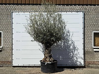 Olijfboom bonsai xl - olea europaea - ca. 80 jaar oud - hoogte ca. 280 cm