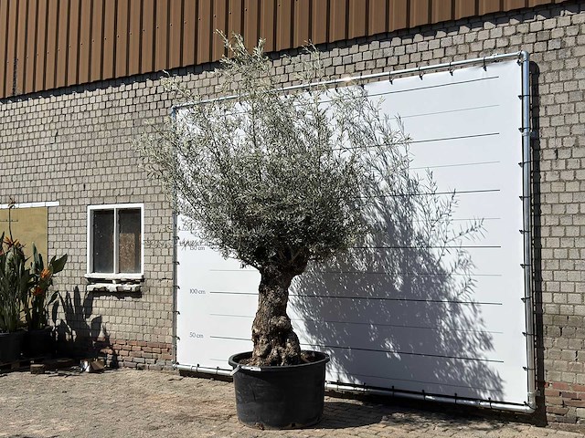 Olijfboom bonsai xl - olea europaea - ca. 80 jaar oud - hoogte ca. 280 cm - afbeelding 2 van  5