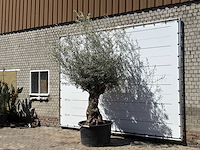 Olijfboom bonsai xl - olea europaea - ca. 80 jaar oud - hoogte ca. 280 cm - afbeelding 2 van  5