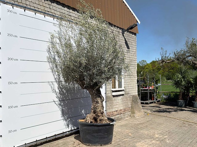 Olijfboom bonsai xl - olea europaea - ca. 80 jaar oud - hoogte ca. 280 cm - afbeelding 3 van  5