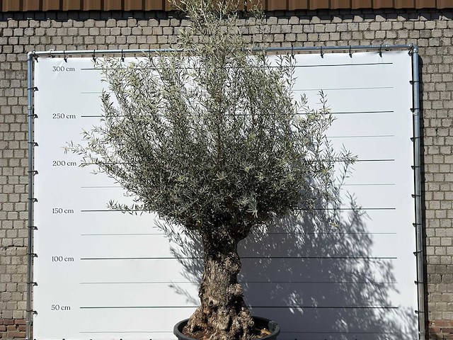 Olijfboom bonsai xl - olea europaea - ca. 80 jaar oud - hoogte ca. 280 cm - afbeelding 4 van  5