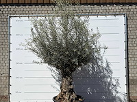 Olijfboom bonsai xl - olea europaea - ca. 80 jaar oud - hoogte ca. 280 cm - afbeelding 4 van  5