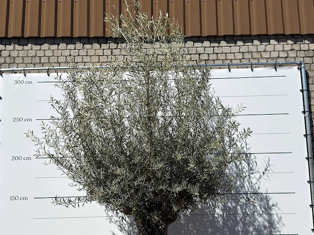 Olijfboom bonsai xl - olea europaea - ca. 80 jaar oud - hoogte ca. 280 cm - afbeelding 5 van  5