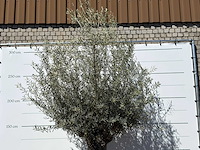 Olijfboom bonsai xl - olea europaea - ca. 80 jaar oud - hoogte ca. 280 cm - afbeelding 5 van  5