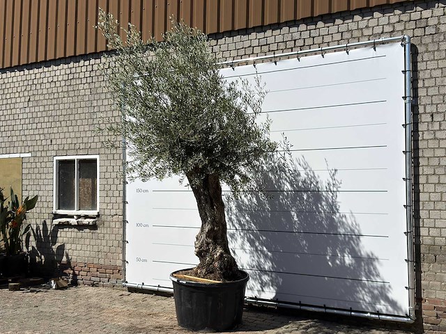 Olijfboom bonsai xl - olea europaea - ca. 80 jaar oud - hoogte ca. 280 cm - afbeelding 3 van  6