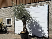 Olijfboom bonsai xl - olea europaea - ca. 80 jaar oud - hoogte ca. 280 cm - afbeelding 3 van  6