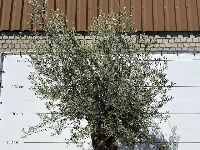 Olijfboom bonsai xl - olea europaea - ca. 80 jaar oud - hoogte ca. 280 cm - afbeelding 6 van  6