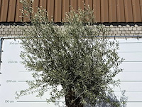 Olijfboom bonsai xl - olea europaea - ca. 80 jaar oud - hoogte ca. 280 cm - afbeelding 6 van  6