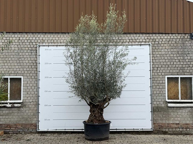 Olijfboom bonsai xl - olea europaea - ca. 80 jaar oud - hoogte ca. 290 cm - afbeelding 1 van  6